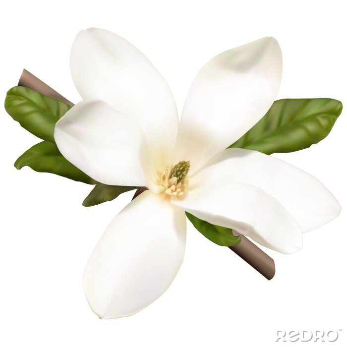 Poster  Graphique de fleurs de magnolia