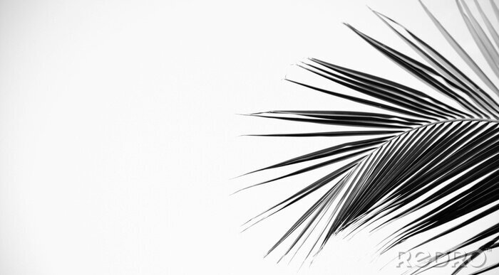 Poster  Graphique minimaliste avec une branche de palmier