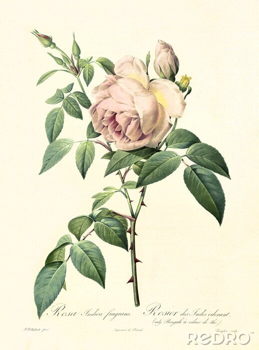 Poster  Graphique rétro de la rose