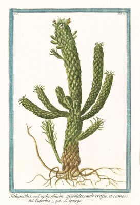 Poster  Graphisme botanique avec de l'épervière sur fond clair