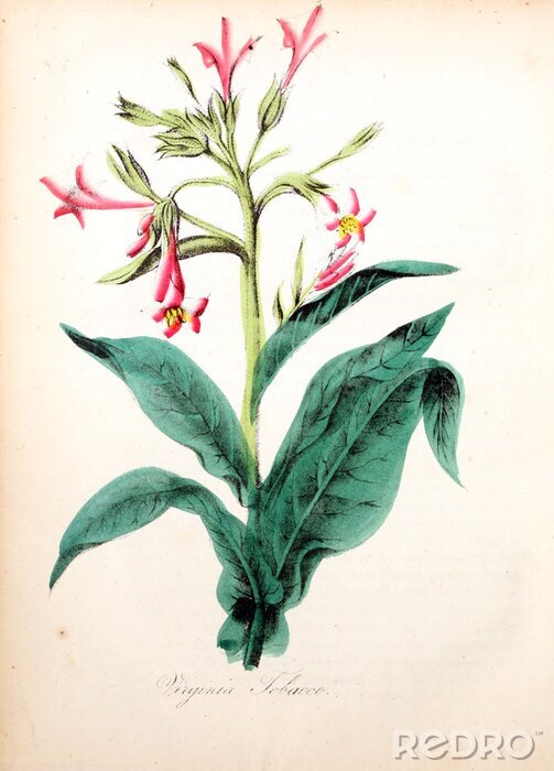 Poster  Graphisme botanique avec une fleur rose