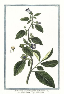 Poster  Graphisme botanique provenant d'un atlas naturel