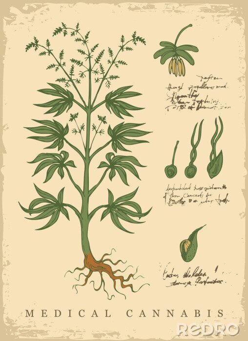 Poster  Graphisme botanique rétro avec du chanvre thérapeutique