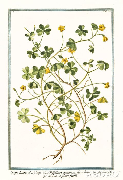 Poster  Graphisme de fleurs et de plantes avec une légende