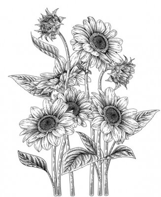 Poster  Graphisme en noir et blanc de tournesols dans une esthétique de croquis