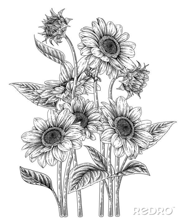 Poster  Graphisme en noir et blanc de tournesols dans une esthétique de croquis