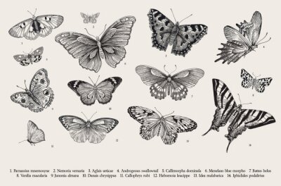 Poster  Gravure avec des espèces de papillons