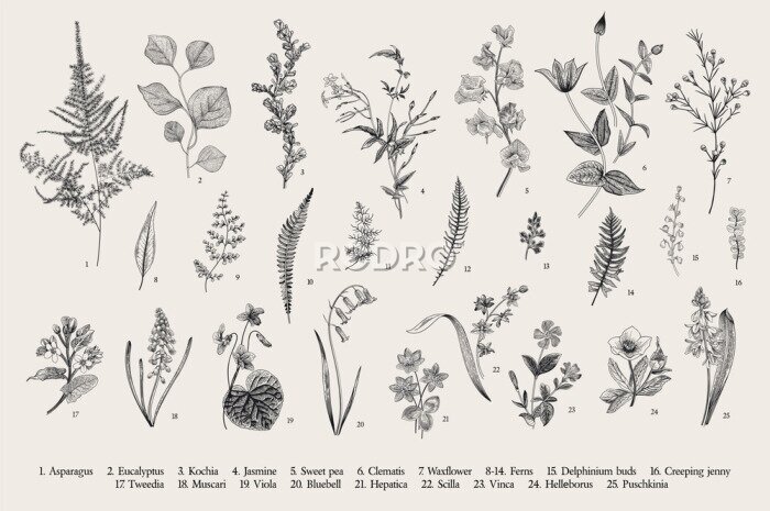 Poster  Gravure avec des plantes de champ vintage
