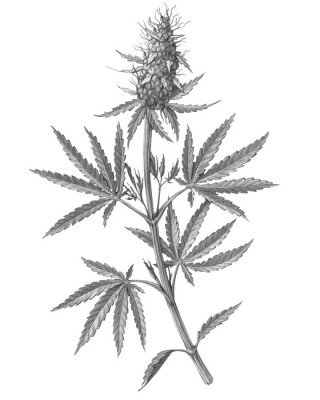 Gravure d'une branche de cannabis avec des feuilles et une fleur