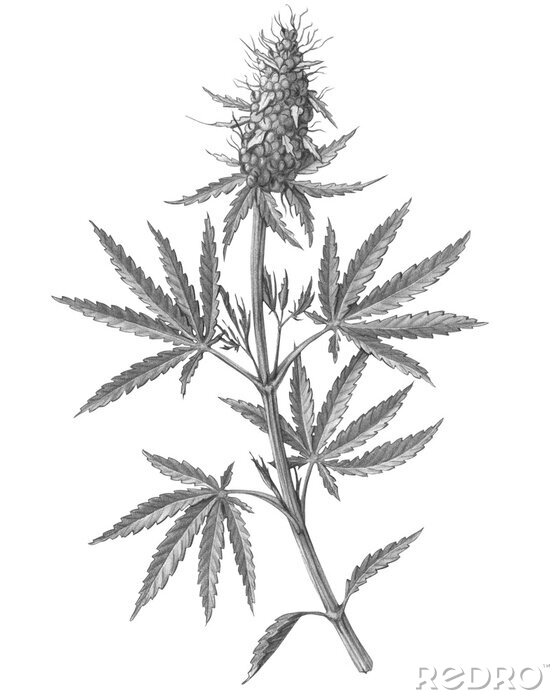 Poster  Gravure d'une branche de cannabis avec des feuilles et une fleur