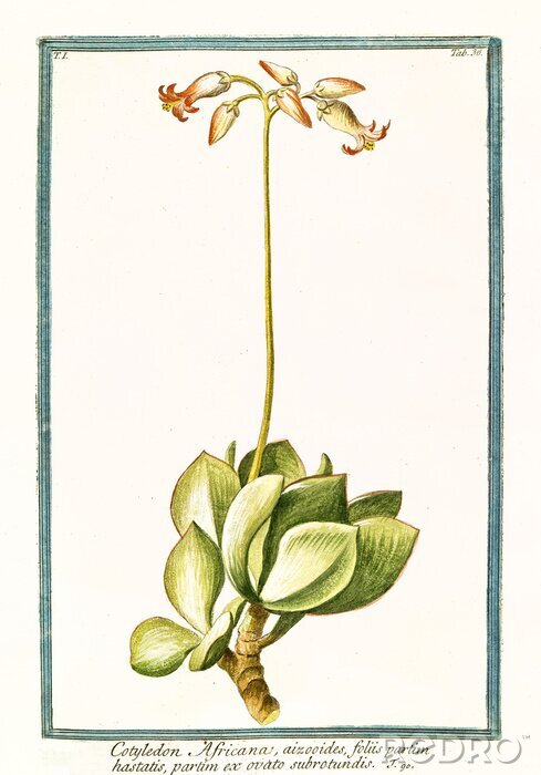 Poster  Gravure d'une plante exotique dans un cadre vert