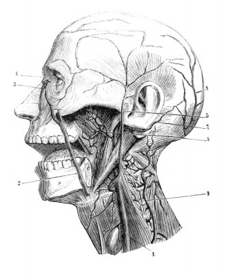 Poster  Gravure d'une tête humaine avec des veines marquées