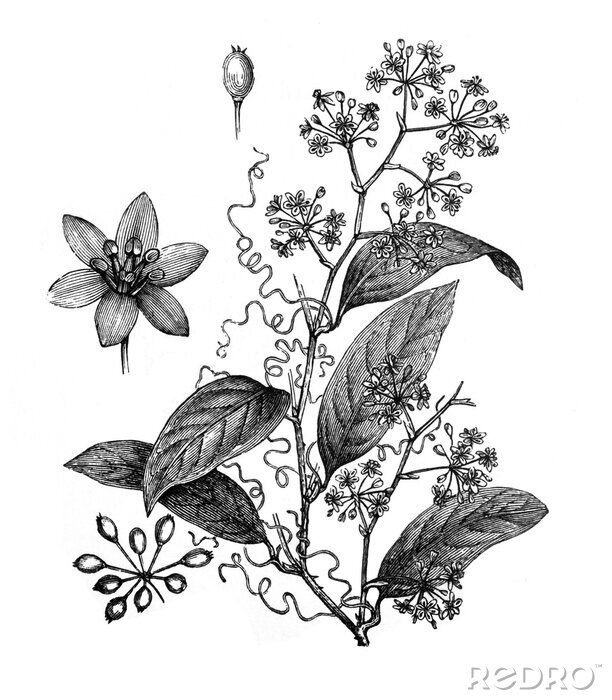 Poster  Gravure de fleurs, de feuilles et de bourgeons de plantes à base de plantes