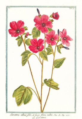 Poster  Gravure de fleurs de jardin roses
