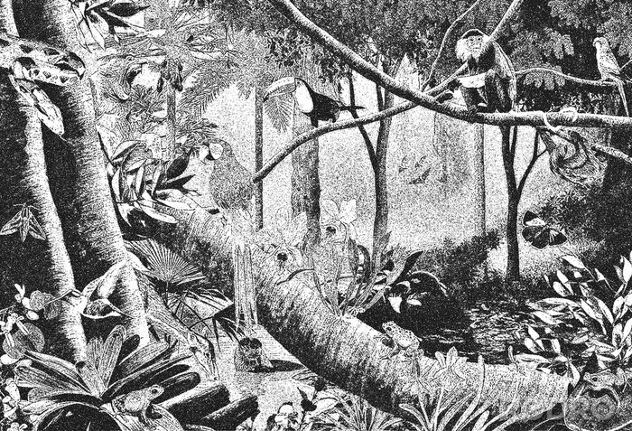 Poster  Gravure de la jungle en noir et blanc