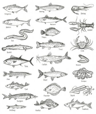 Gravure de plusieurs poissons avec des noms