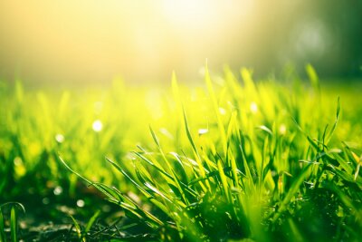 Poster  Green grass background with sun light