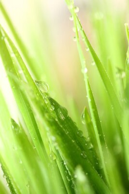 Poster  Green grass with water drops