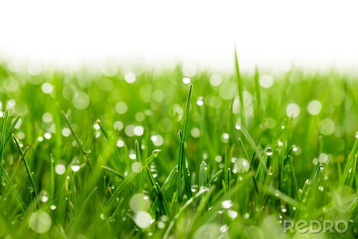 Poster  green grass with water drops