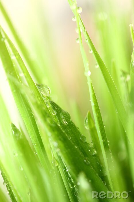 Poster  Green grass with water drops