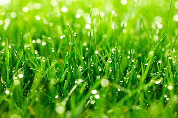 Poster  Green grass with water drops in sunlight