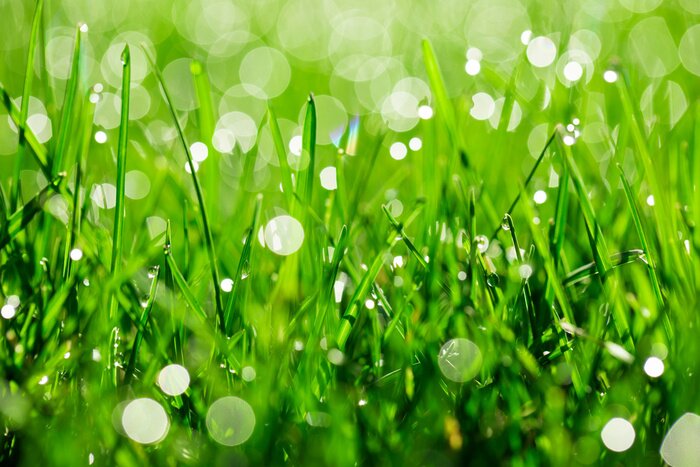 Poster  green grass with water drops in sunlight