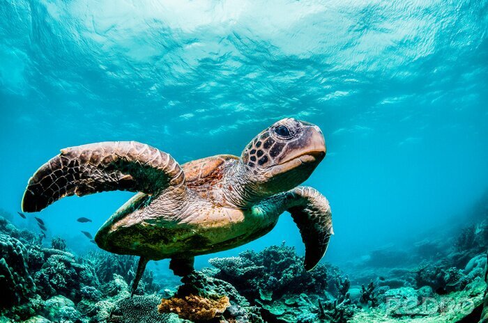 Poster  Green sea turtle swimming among colorful coral reef in beautiful clear water