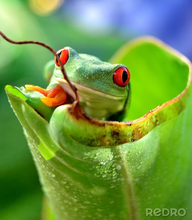 Poster  Grenouille animale sur une feuille