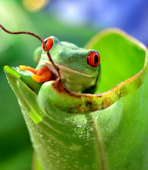 Poster  Grenouille animale sur une feuille