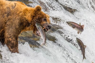 Poster  Grizzli attrapant le saumon sauteur