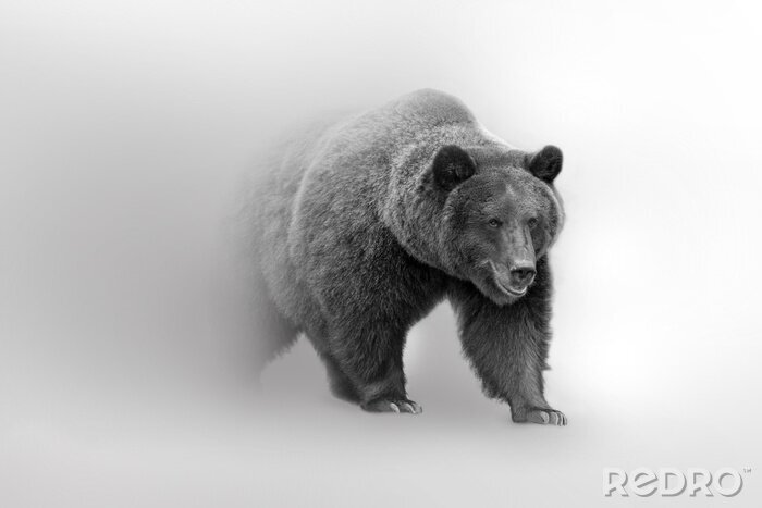 Poster  Grizzly bear  beautifull nature wildlife animal collection