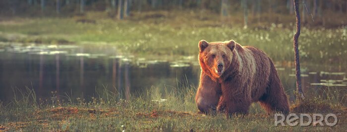 Poster  Gros, mâle, ours, marche, bog, coucher soleil Sized pour s'adapter à l'image de couverture sur le site de médias sociaux populaires