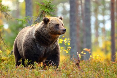 Poster  Gros ours brun dans une forêt colorée regardant de côté