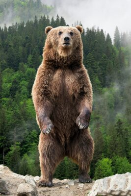 Poster  Gros ours brun debout sur ses pattes arrières