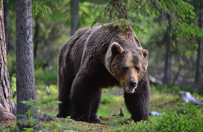 Poster  Gros ours debout devant un arbre