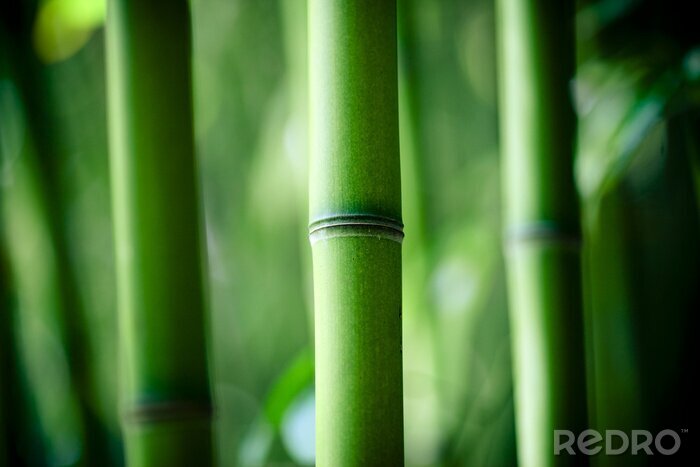 Poster  Gros plan d'un tronc de bambou