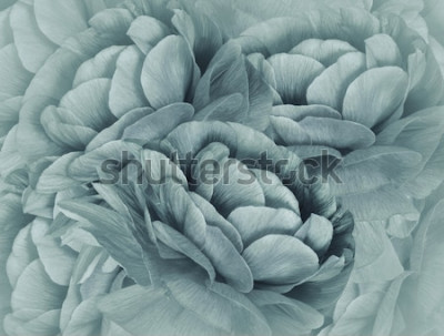 Poster  Gros plan d'une fleur turquoise