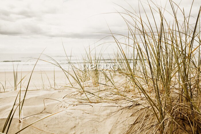Poster  Gros plan d'une herbe sur une plage pendant la saison nuageux