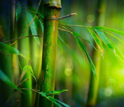 Gros plan d'une tige de bambou