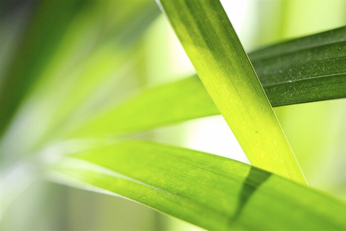 Poster  gros plan, de, a, pelouse verte