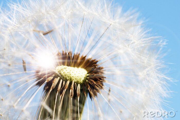 Poster  Gros plan de la construction d'une fleur de champ