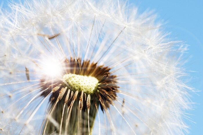 Poster  Gros plan de la construction d'une fleur de champ