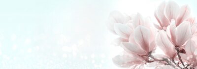 Poster  gros plan, de, magnolia, fleurs