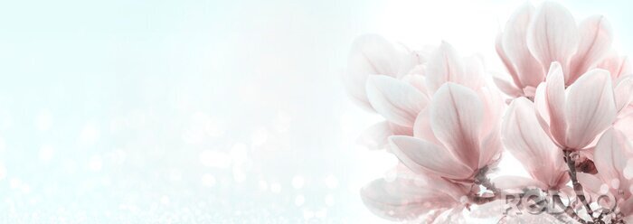Poster  gros plan, de, magnolia, fleurs