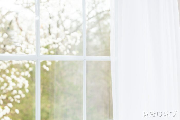 Poster  Gros plan de rideaux de dentelle blanche moderne avec vue à travers une vitre sur le jardin au printemps ou en été avec sakura, arbre de fleurs de cerisiers en fleurs