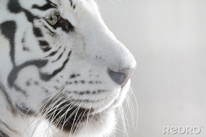 Poster  Gros plan portrait de tigre blanc