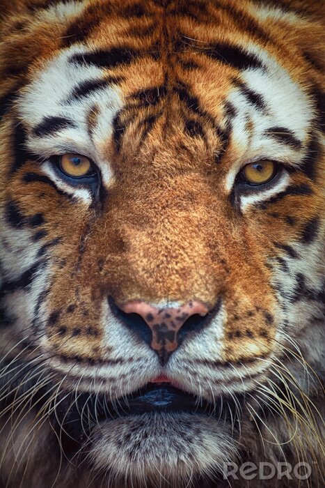 Poster  Gros plan sur la tête du tigre