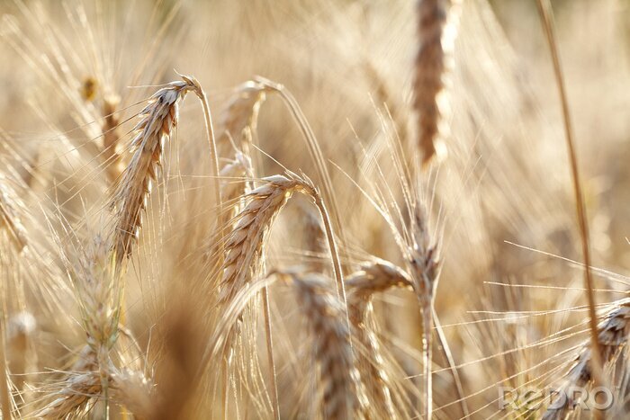Poster  Gros plan sur le blé