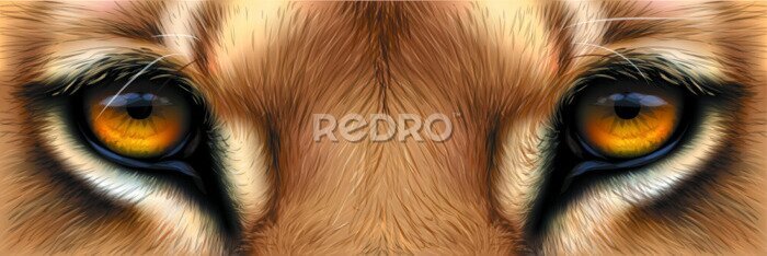 Poster  Gros plan sur les yeux d'un lion