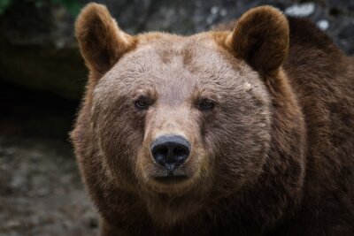 Gros plan sur un ours brun